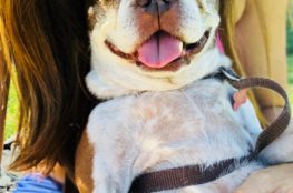 Therapy Dog, Pet Assisted Therapy, Kryss Castle, LMFT
